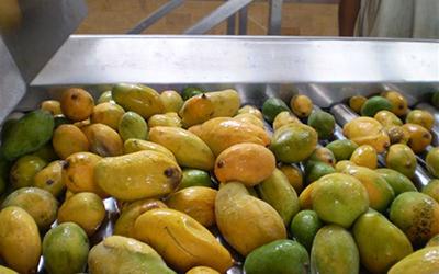 Líneas de procesamiento de pulpa de mango