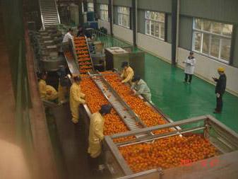 Línea de procesamiento de jugo concentrado de naranja